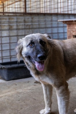 🌙 Luna – Ruhe, Liebe und Vertrauen 🌙, Mischling - Hündin