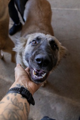 🌙 Luna – Ruhe, Liebe und Vertrauen 🌙, Mischling - Hündin