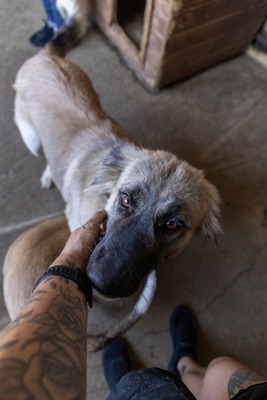 🌙 Luna – Ruhe, Liebe und Vertrauen 🌙, Mischling - Hündin