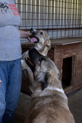 🌙 Luna – Ruhe, Liebe und Vertrauen 🌙, Mischling - Hündin
