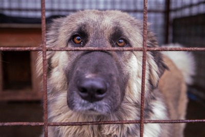 🌙 Luna – Ruhe, Liebe und Vertrauen 🌙, Mischling - Hündin