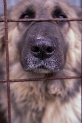 🌙 Luna – Ruhe, Liebe und Vertrauen 🌙, Mischling - Hündin