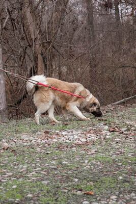 🌙 Luna – Ruhe, Liebe und Vertrauen 🌙, Mischling - Hündin