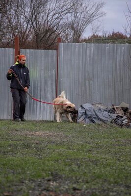 🌙 Luna – Ruhe, Liebe und Vertrauen 🌙, Mischling - Hündin