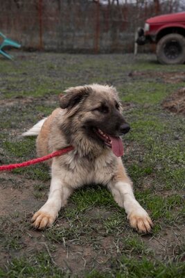 🌙 Luna – Ruhe, Liebe und Vertrauen 🌙, Mischling - Hündin