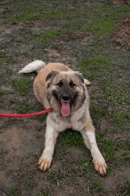 🌙 Luna – Ruhe, Liebe und Vertrauen 🌙, Mischling - Hündin