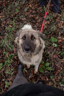 🌙 Luna – Ruhe, Liebe und Vertrauen 🌙, Mischling - Hündin