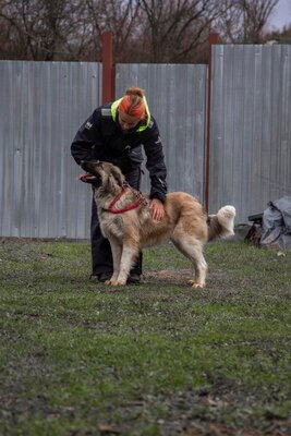 🌙 Luna – Ruhe, Liebe und Vertrauen 🌙, Mischling - Hündin