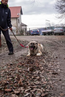 🌙 Luna – Ruhe, Liebe und Vertrauen 🌙, Mischling - Hündin