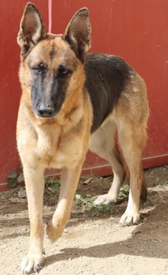 Luna, Schäferhund - Mix - Hündin