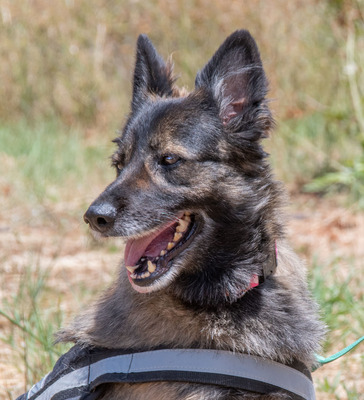 Luna - eine Seele voller Leben, Mischling - Hündin