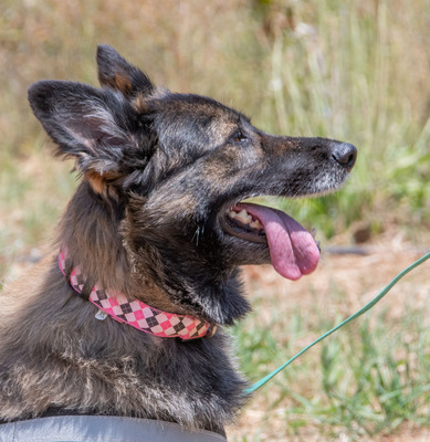 Luna - eine Seele voller Leben, Mischling - Hündin