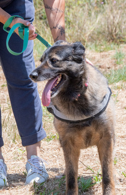 Luna - eine temperamentvolle Dame, Mischling - Hündin