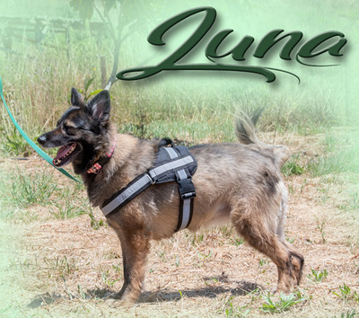 Luna - eine temperamentvolle Dame, Mischling - Hündin