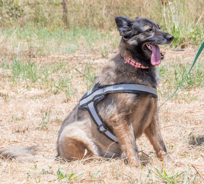 Luna - eine temperamentvolle Dame, Mischling - Hündin