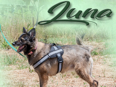 Luna - eine temperamentvolle Dame, Mischling - Hündin