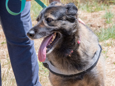 Luna - eine temperamentvolle Dame, Mischling - Hündin