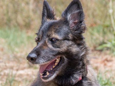 Luna - eine temperamentvolle Dame, Mischling - Hündin