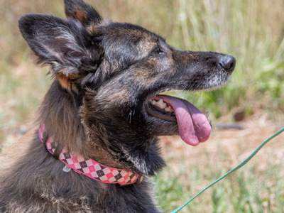 Luna - eine temperamentvolle Dame, Mischling - Hündin