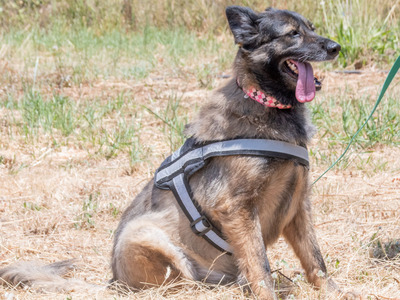 Luna - eine temperamentvolle Dame, Mischling - Hündin