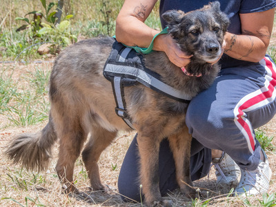 Luna - eine temperamentvolle Dame, Mischling - Hündin