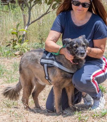 Luna - eine temperamentvolle Dame, Mischling - Hündin