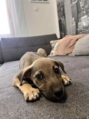 Luna wünscht sich liebevolles Zuhause, Mischling Welpen - Hündin