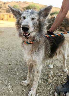 Luperca