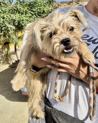 Lupita, Mix - Hündin
