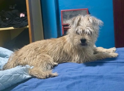 Lupita, Mix - Hündin