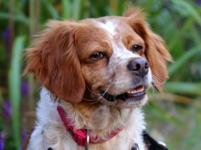 Lusa, Bretonen-Mix - Hündin