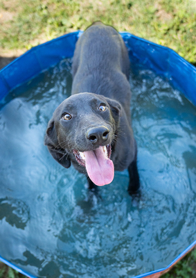 Luxi - verspielt, sehr bewegungsfreudig, liebt Spielsachen und Wasser, menschenbezogen, verschmust, Mischling (Video-Link vorhanden) - Hündin