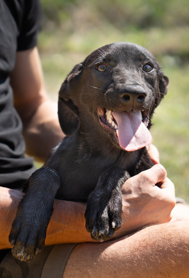 Luxi - verspielt, sehr bewegungsfreudig, liebt Spielsachen und Wasser, menschenbezogen, verschmust, Mischling (Video-Link vorhanden) - Hündin