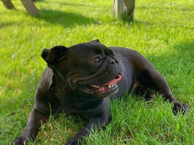 Luzie - Besondere Hundedame, ca. 5 Jahre, FRANZÖSISCHE BULLDOGGE - Hündin