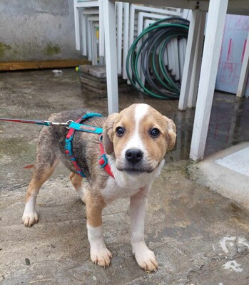 Lychee, Mischling Welpen - Hündin