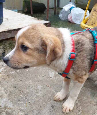 Lychee, Mischling Welpen - Hündin