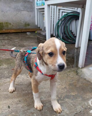 Lychee, Mischling Welpen - Hündin