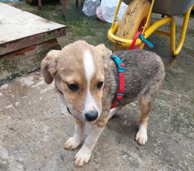 Lychee, Mischling Welpen - Hündin