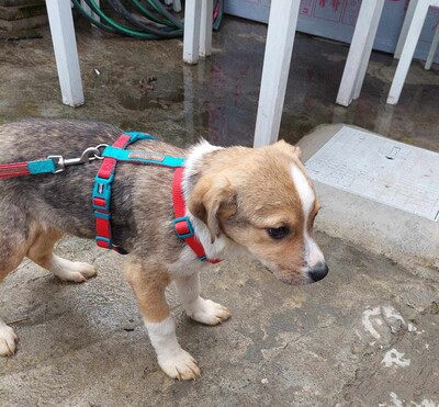 Lychee, Mischling Welpen - Hündin