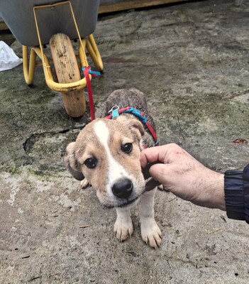 Lychee, Mischling Welpen - Hündin