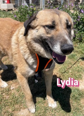 Lydia, Mischling - Hündin