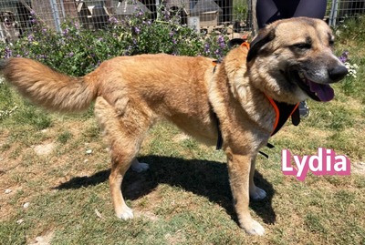 Lydia, Mischling - Hündin