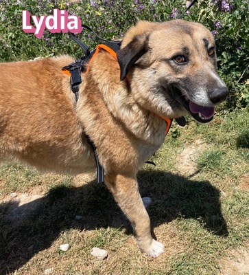 Lydia, Mischling - Hündin