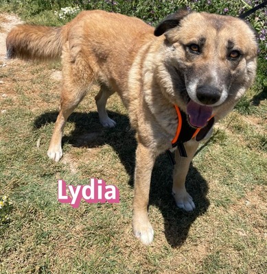 Lydia, Mischling - Hündin