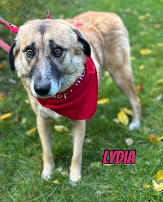 Lydia, Mischling - Hündin