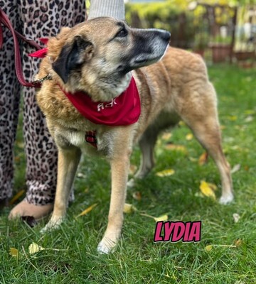 Lydia, Mischling - Hündin