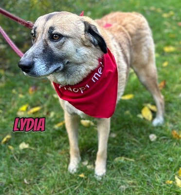 Lydia, Mischling - Hündin