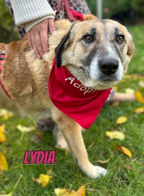 Lydia, Mischling - Hündin