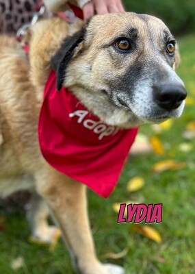 Lydia, Mischling - Hündin