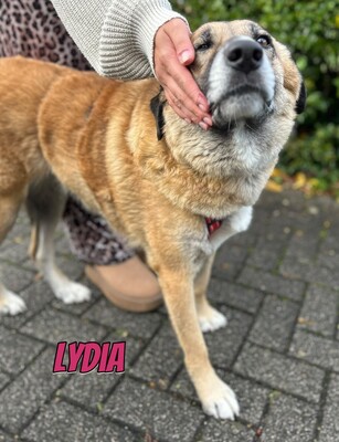 Lydia, Mischling - Hündin